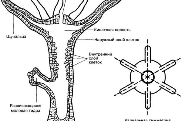 Кракен 2krn